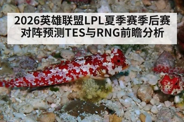 2026英雄联盟LPL夏季赛季后赛对阵预测TES与RNG前瞻分析 | j9 game